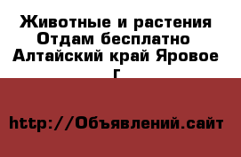 Животные и растения Отдам бесплатно. Алтайский край,Яровое г.